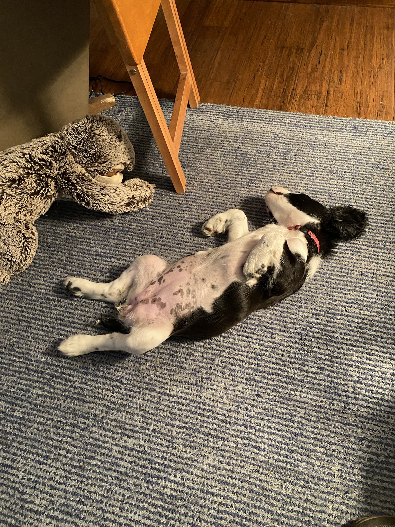 The Sleepiest Boy You'll Ever See