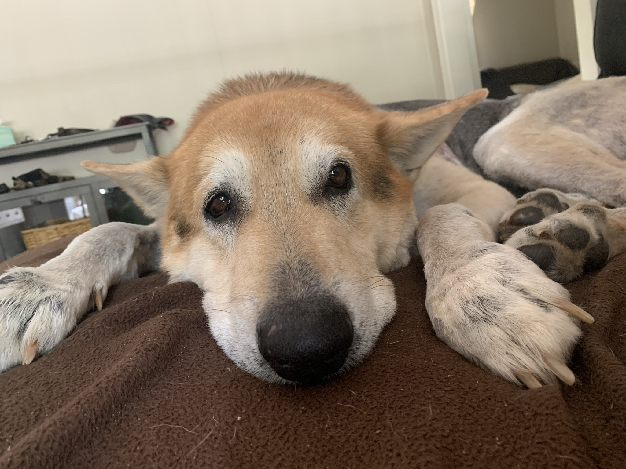 Farewell to My Beloved Companion: A Tribute to 13 Wonderful Years
