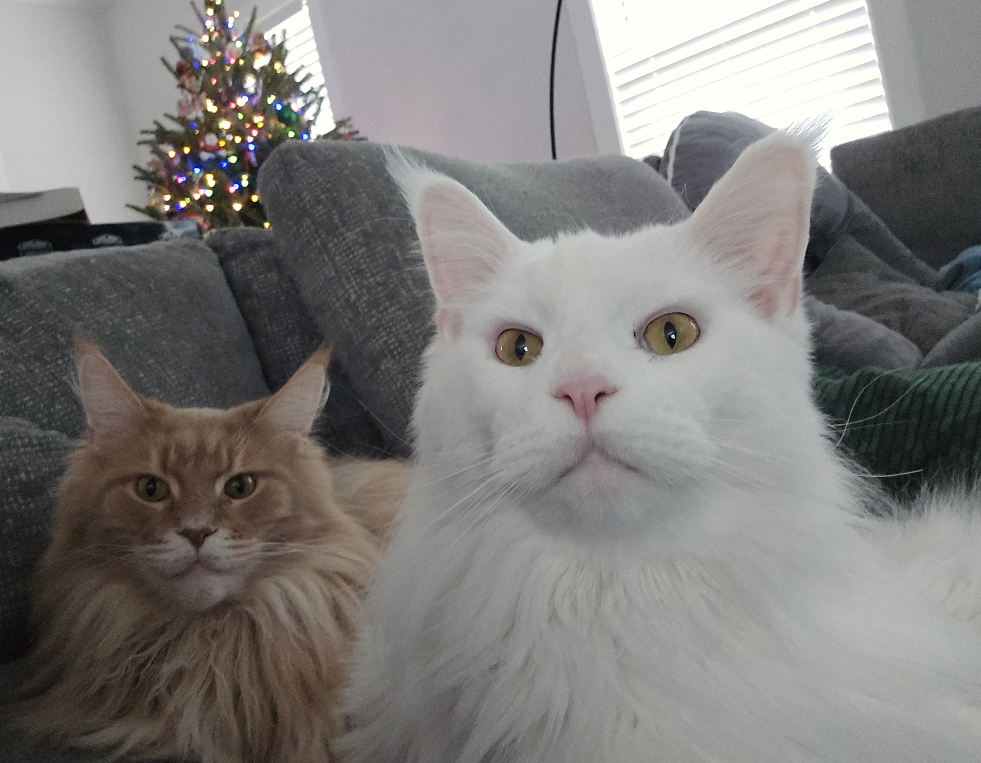 Meet My Handsome Young Lads: The Future Looks Bright!