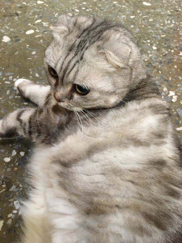 Adorable Cat Moments