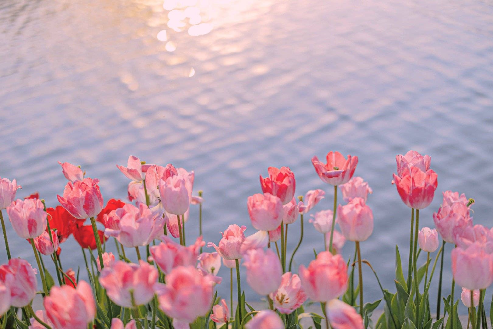Beautiful Tulips in Full Bloom
