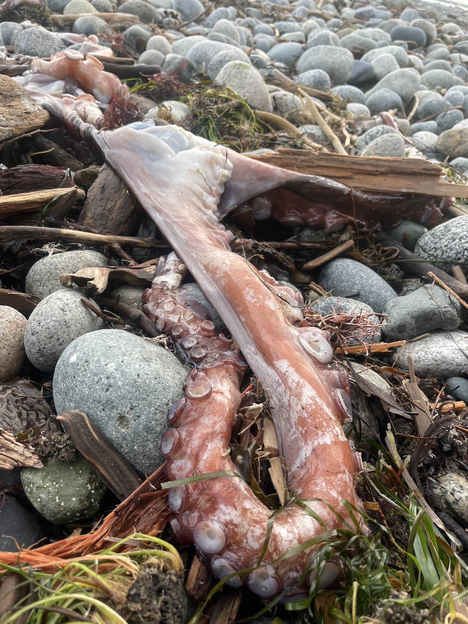 A Giant Pacific Octopus Stranded by the Bomb Cyclone