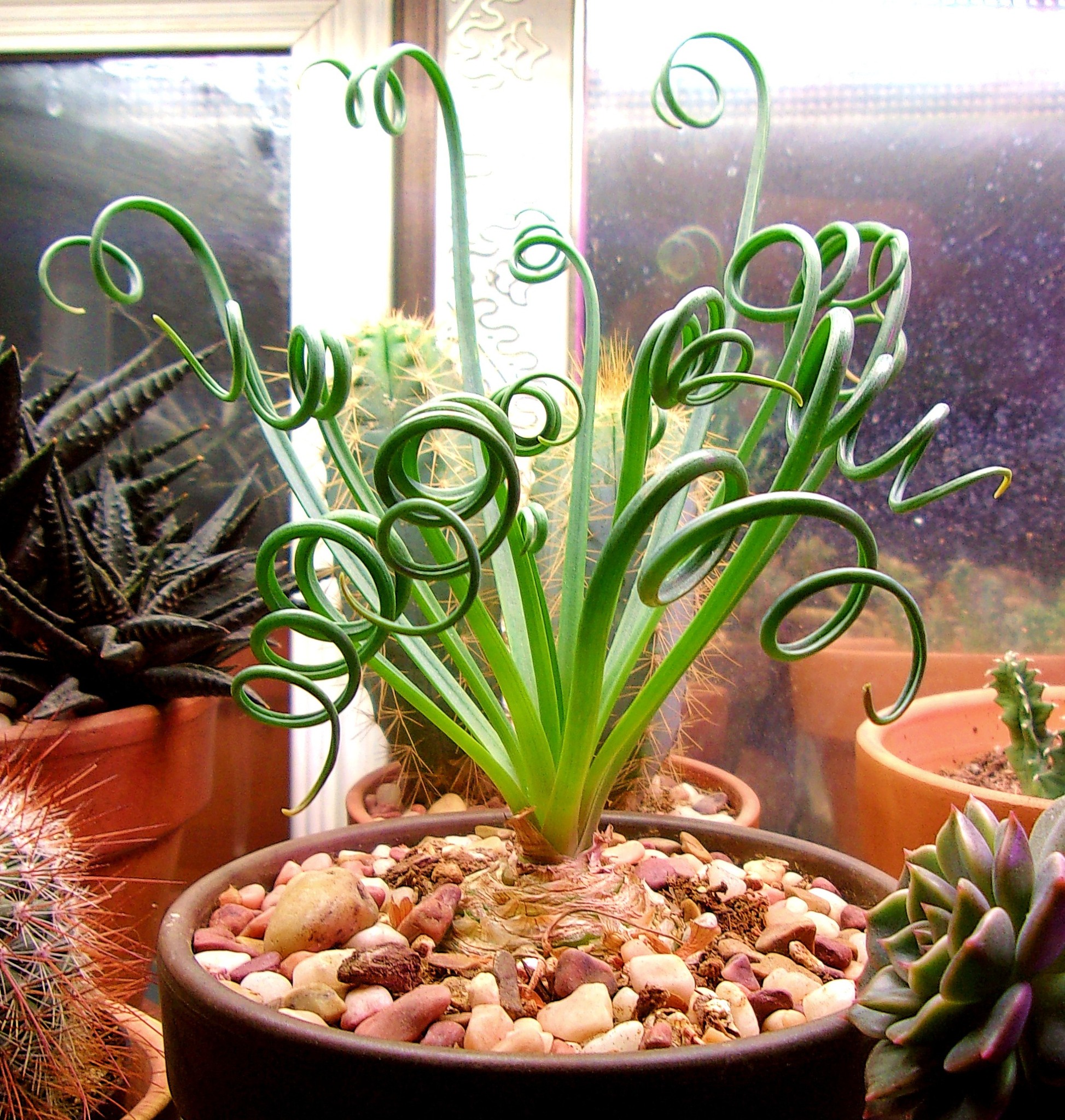 Meet These Unique and Quirky Succulents