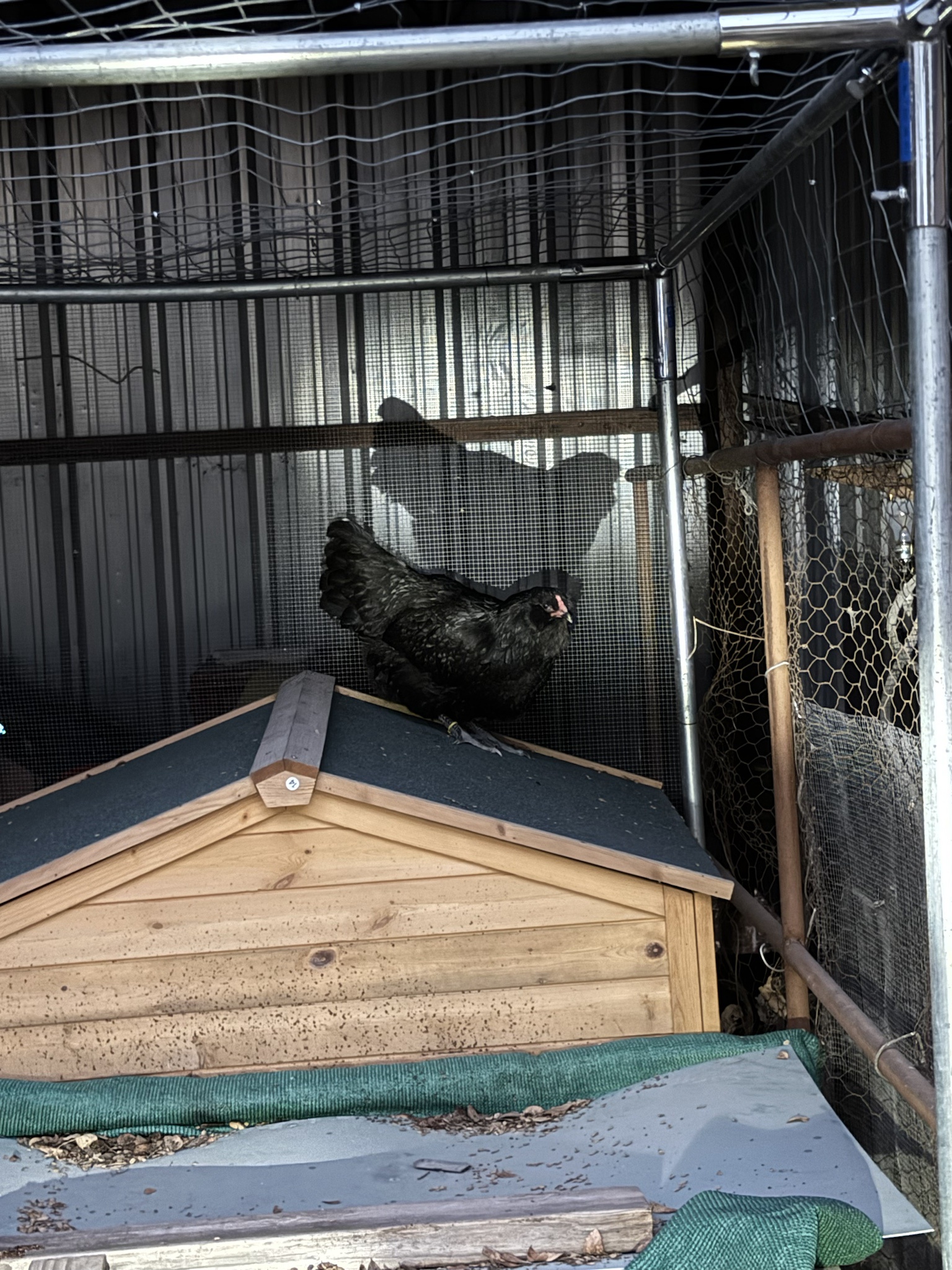 Aha! The Hen That Wants to Roost on the Roof is Missing!