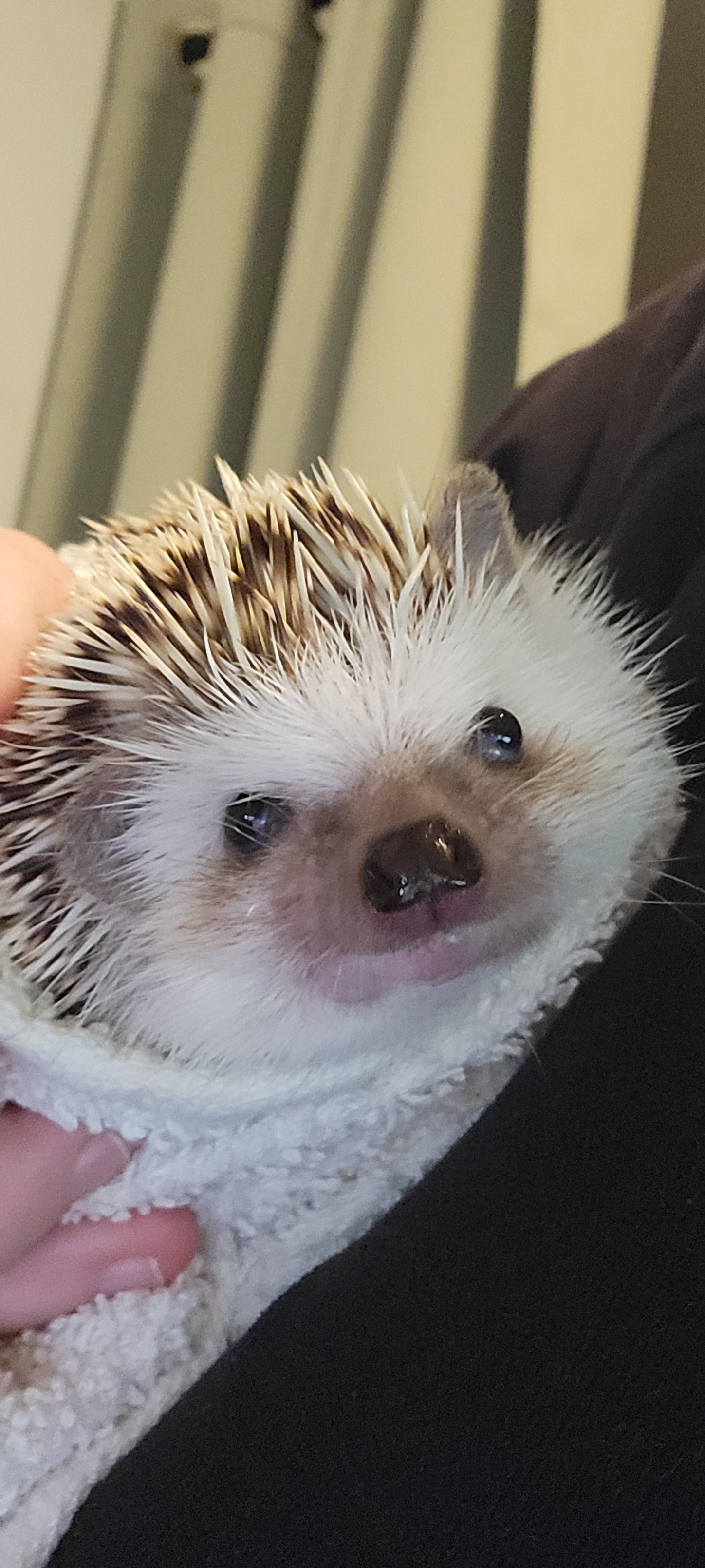 Adorable little hedgehog cuteness overload!