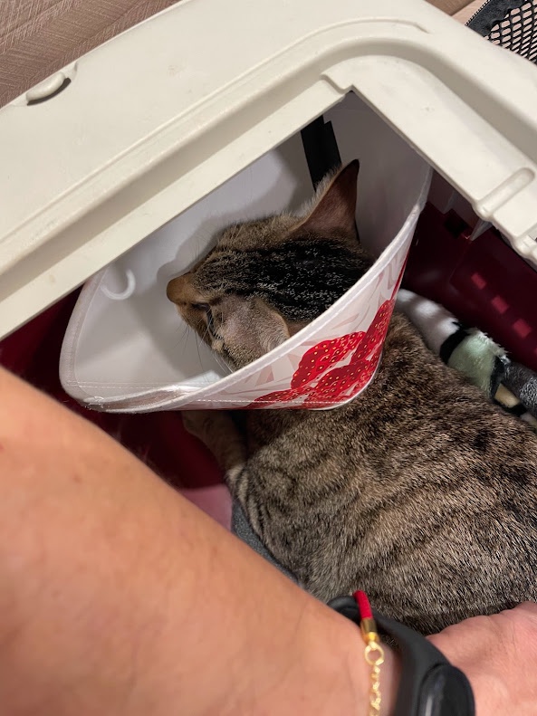 Just Your Average Cat