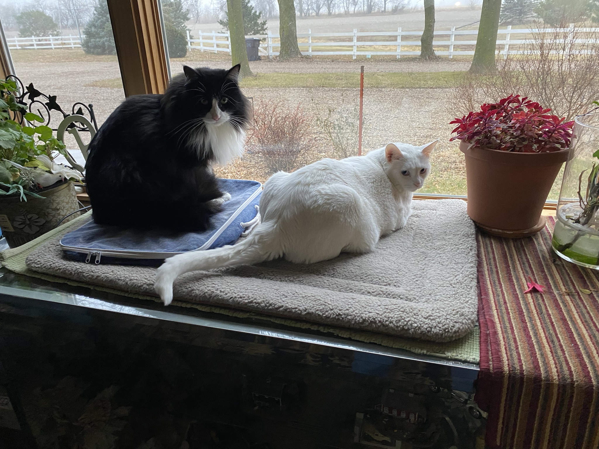 Celebrating My 12th Cake Day with a Feline Parade!