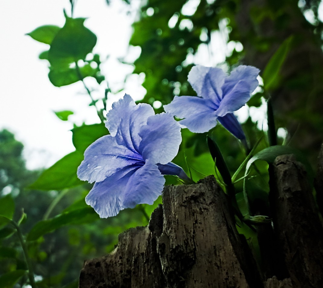 A Beautiful Bloom