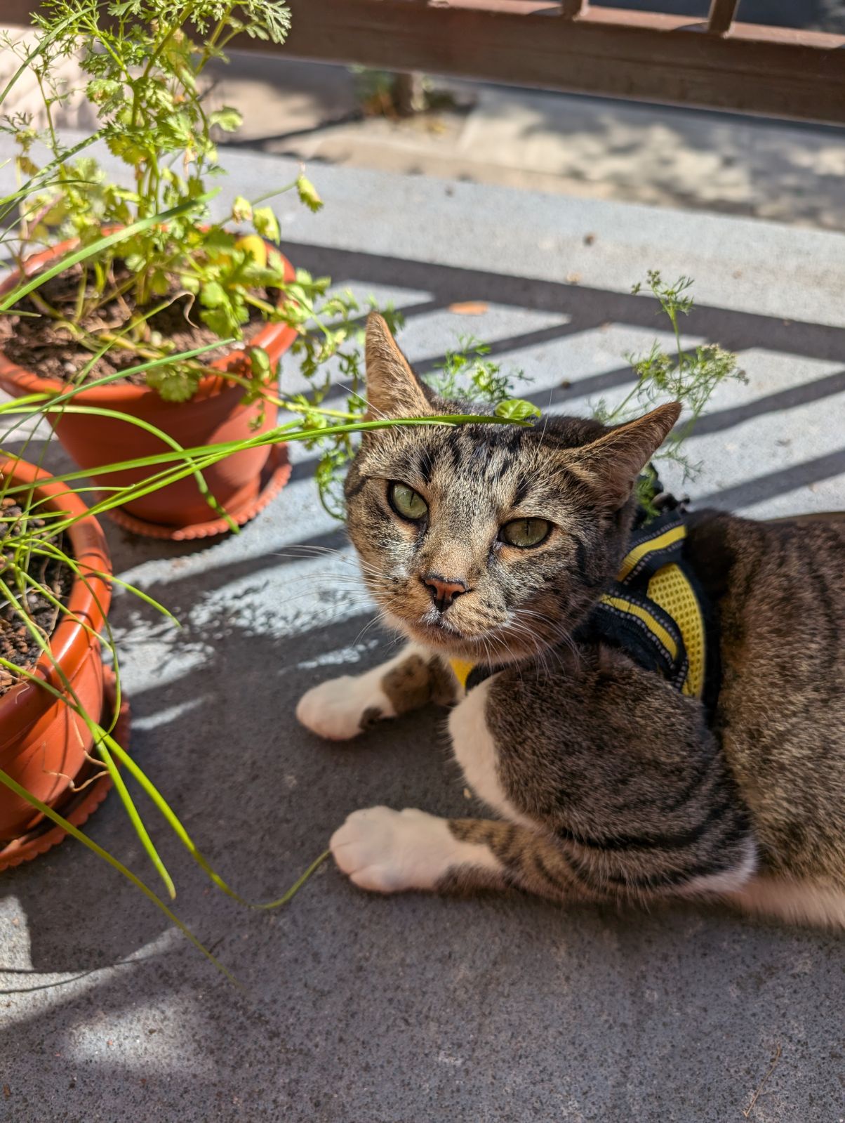 Success! The Balcony Harness Test Went Perfectly!