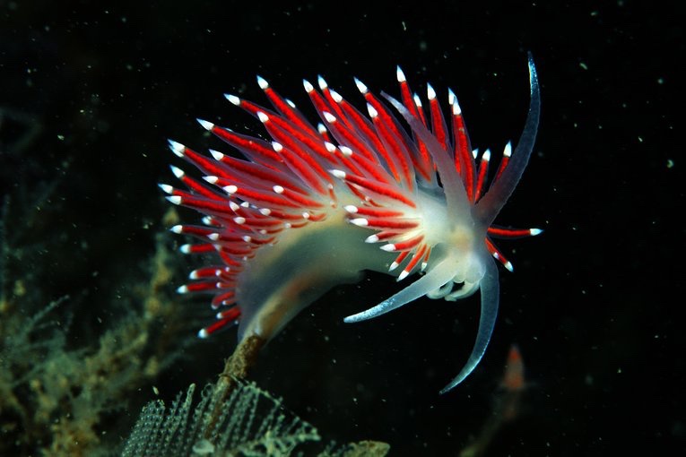 What election? Just look at this fascinating sea slug instead!