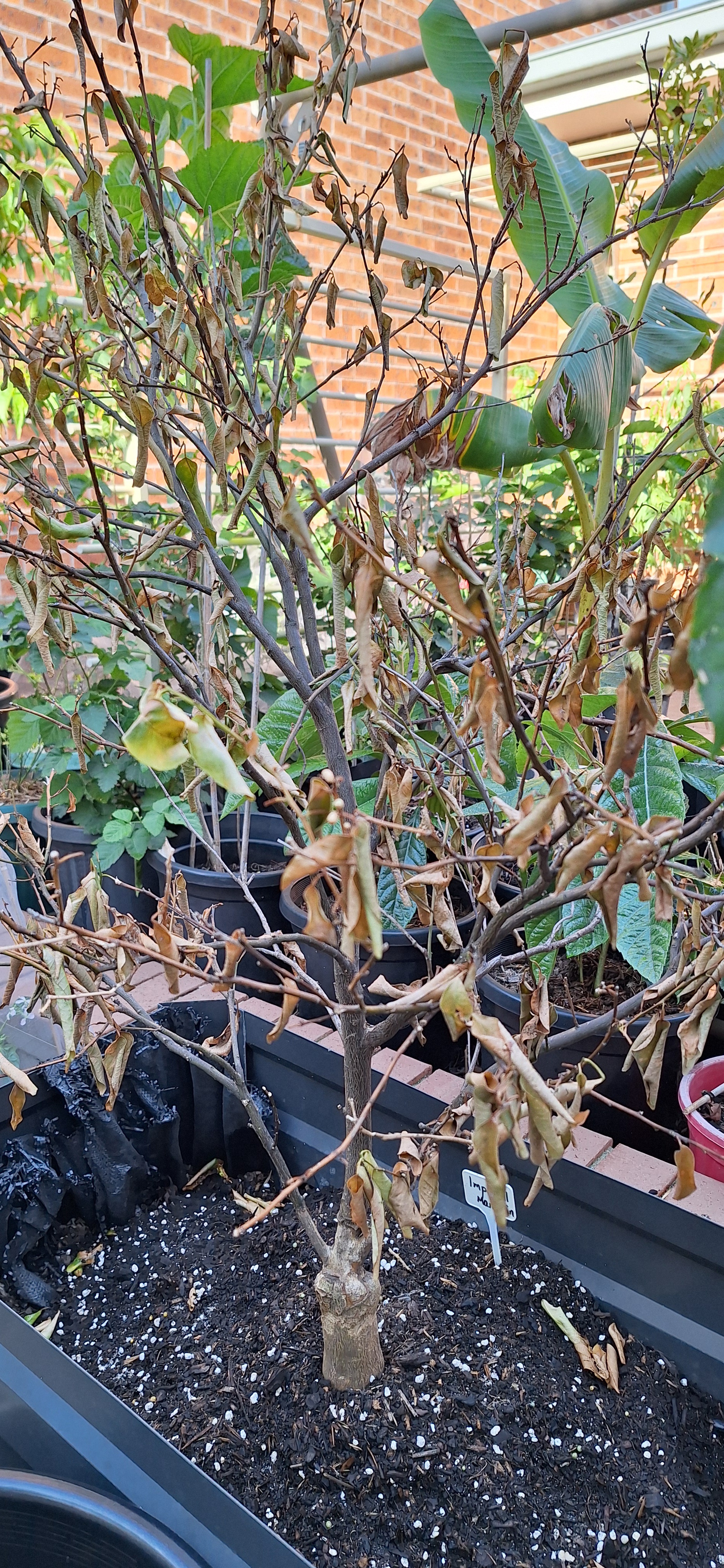 The Struggles of a Dying Mandarin Plant