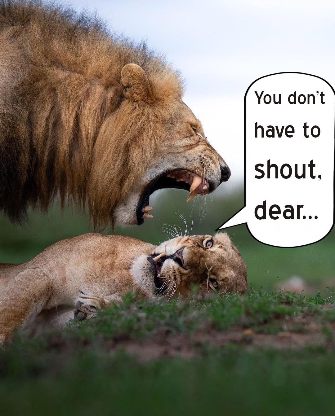 Squabbles: A Universal Tale Across Species