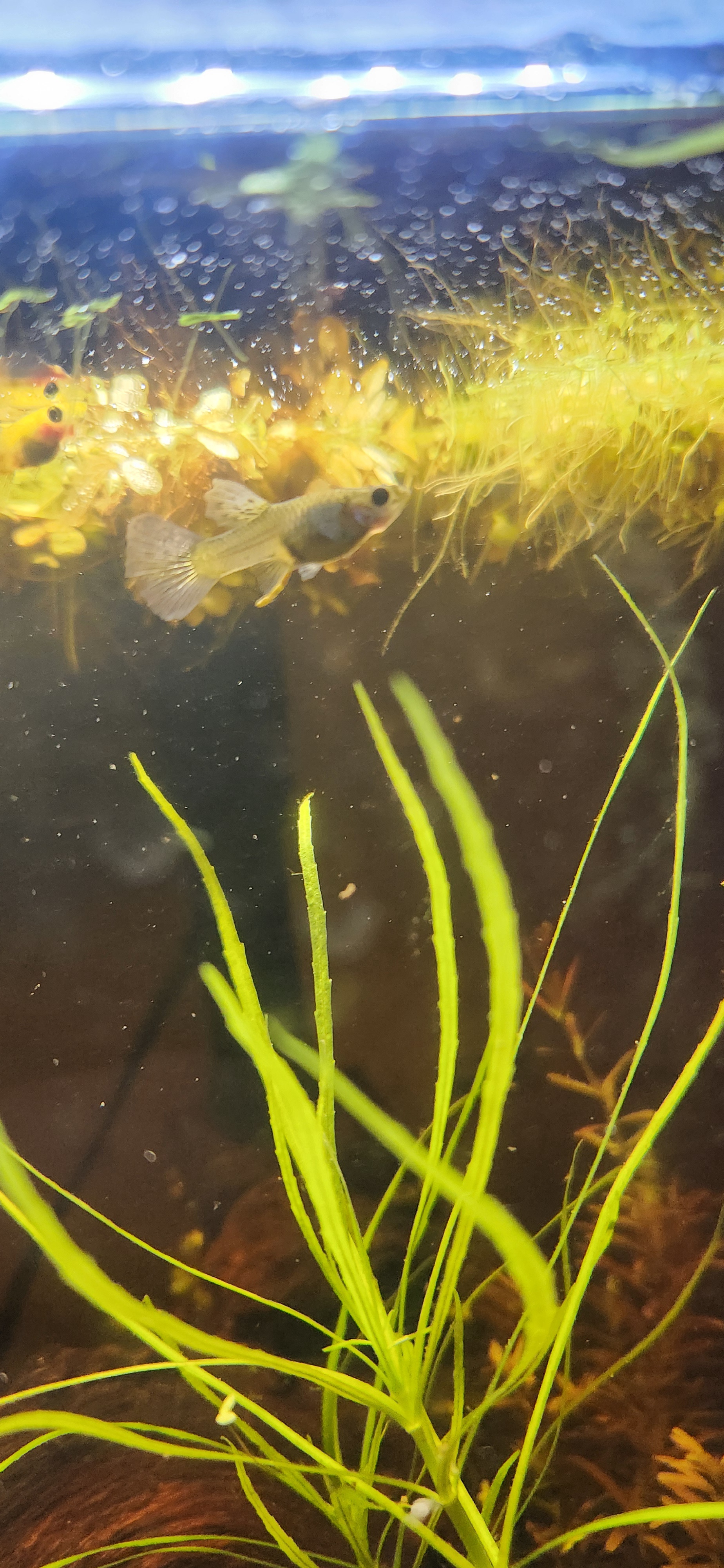 The Majestic World of Fish