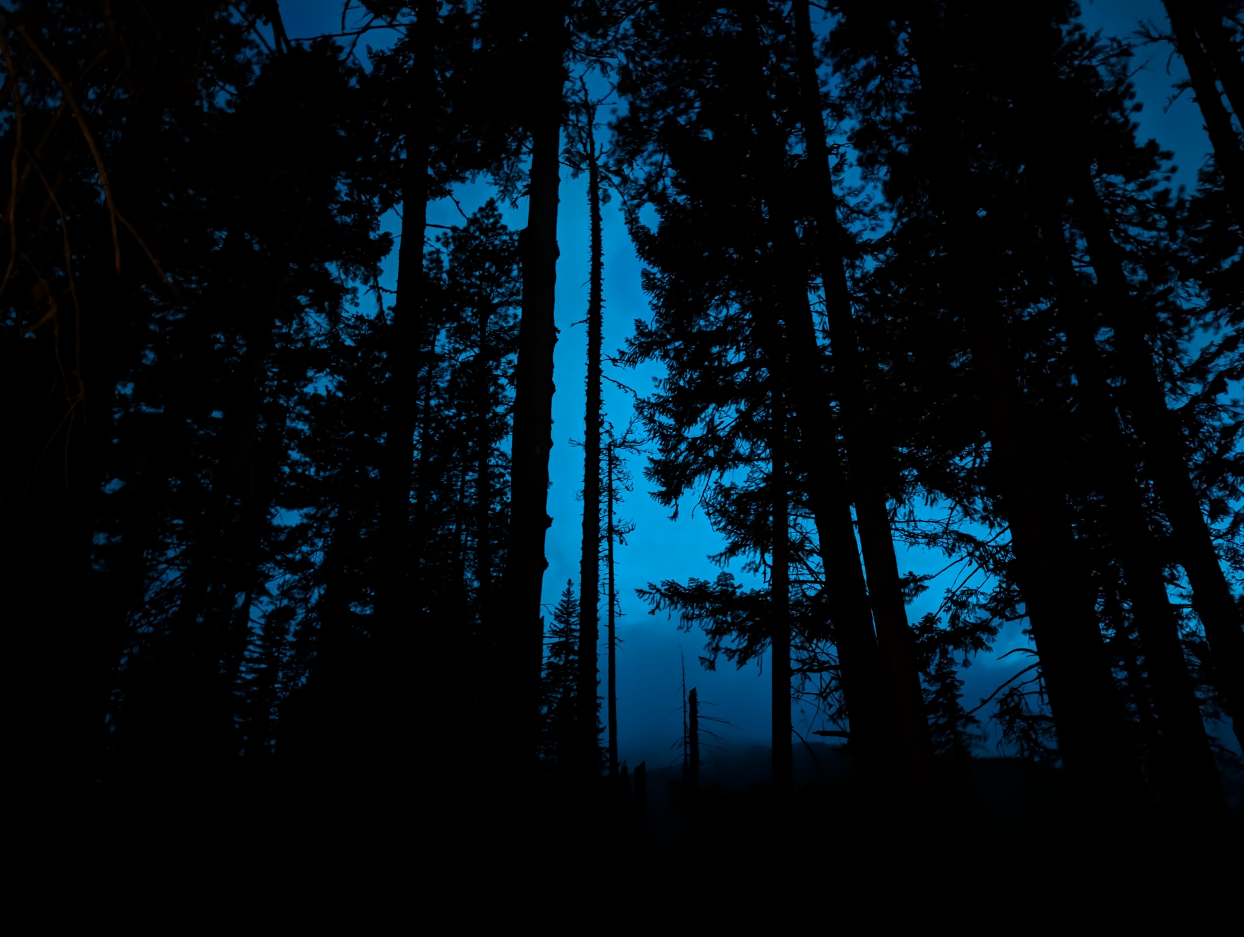 Happy Halloween! Dive into these Spooky Forest Snapshots