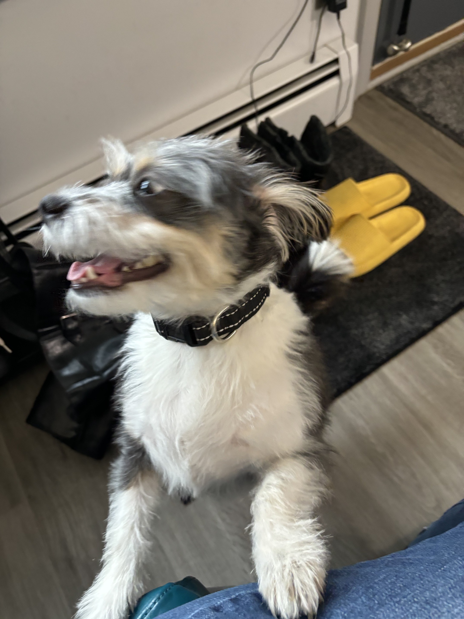 Meet Rigby: The Stylish Gent of Today