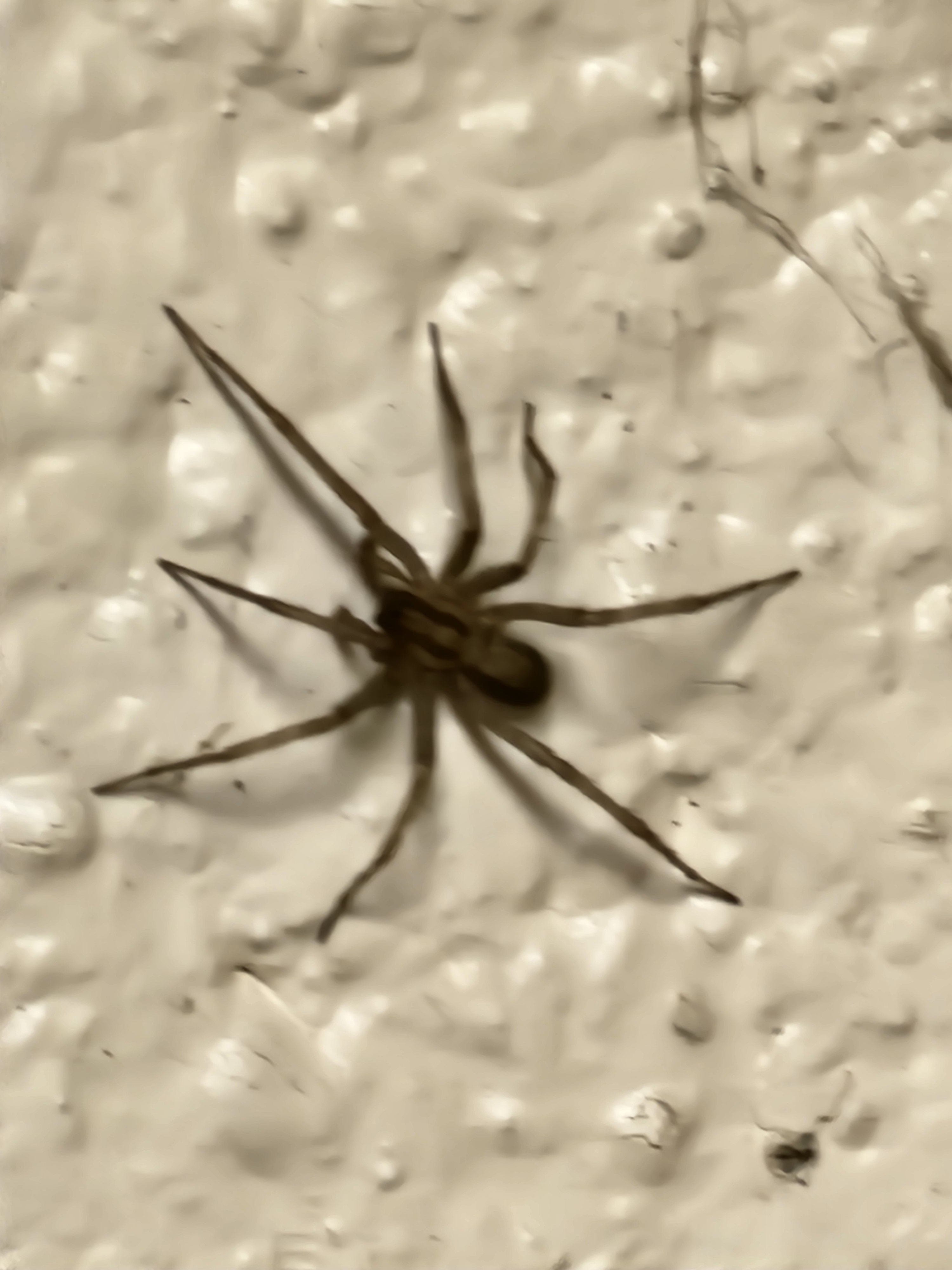 Curious Encounters: Can You Identify This Spider?