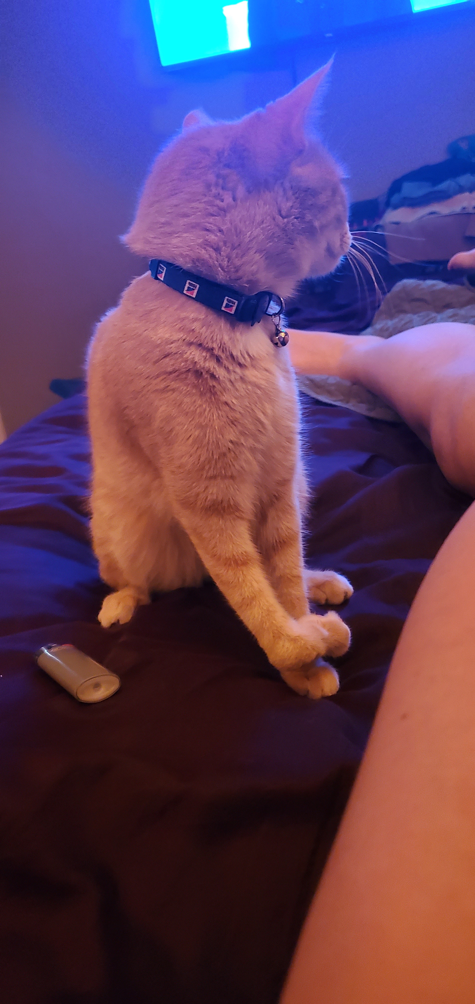 The Cat Distributor Has Arrived for a Visit
