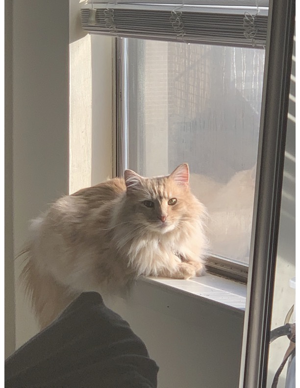 In Loving Memory of the Greatest Cat Ever