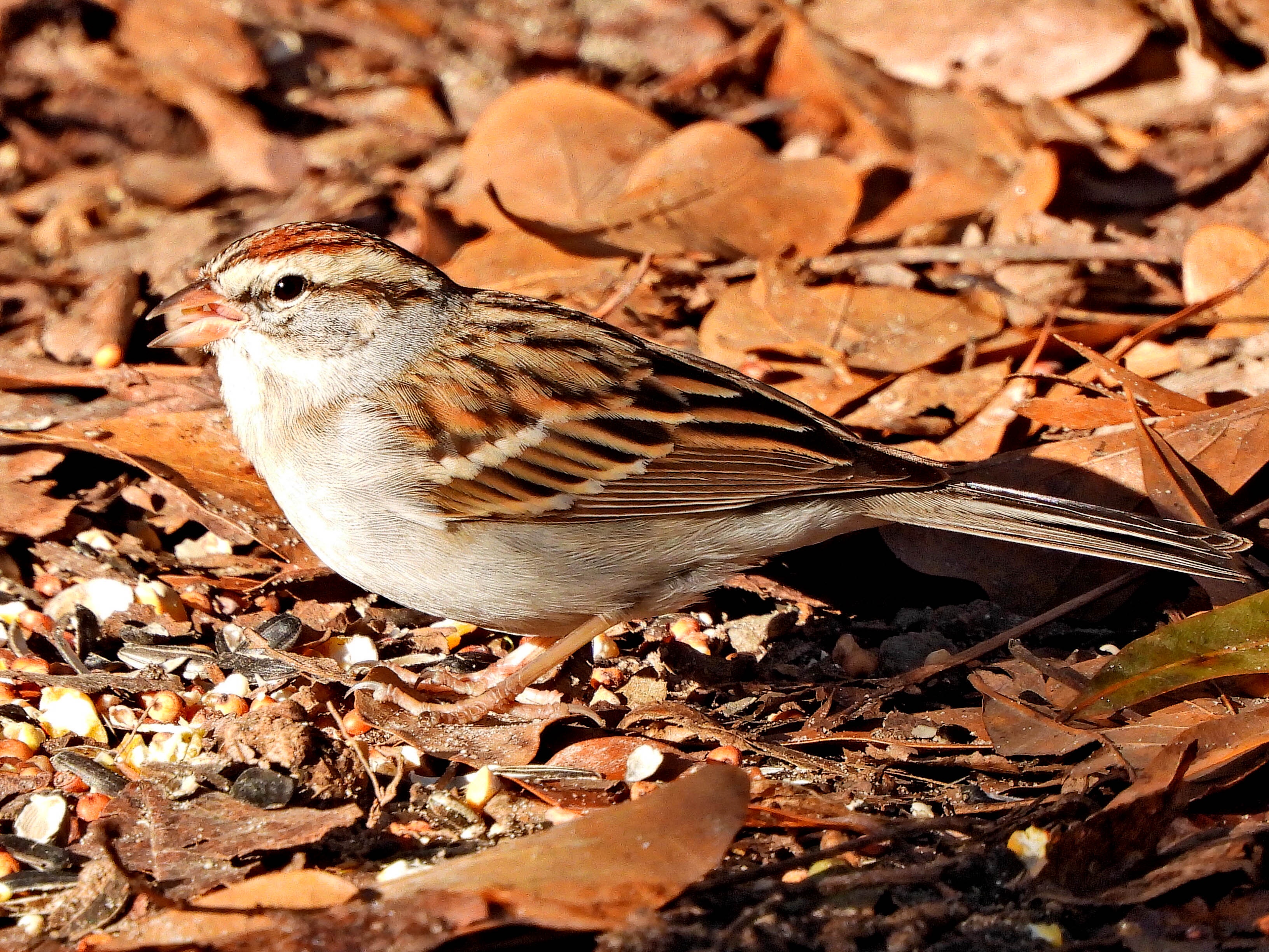 A Stray Cat and Its Feathered Friends in Summerville, SC