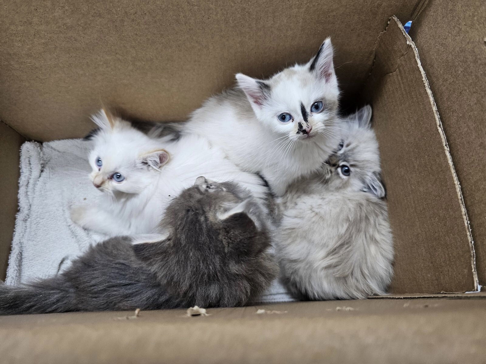 Excited to pick up my new foster kittens after work!