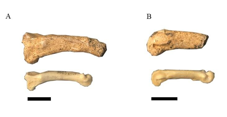 Comparing Mineralized and Regular Humerus in Jaguars