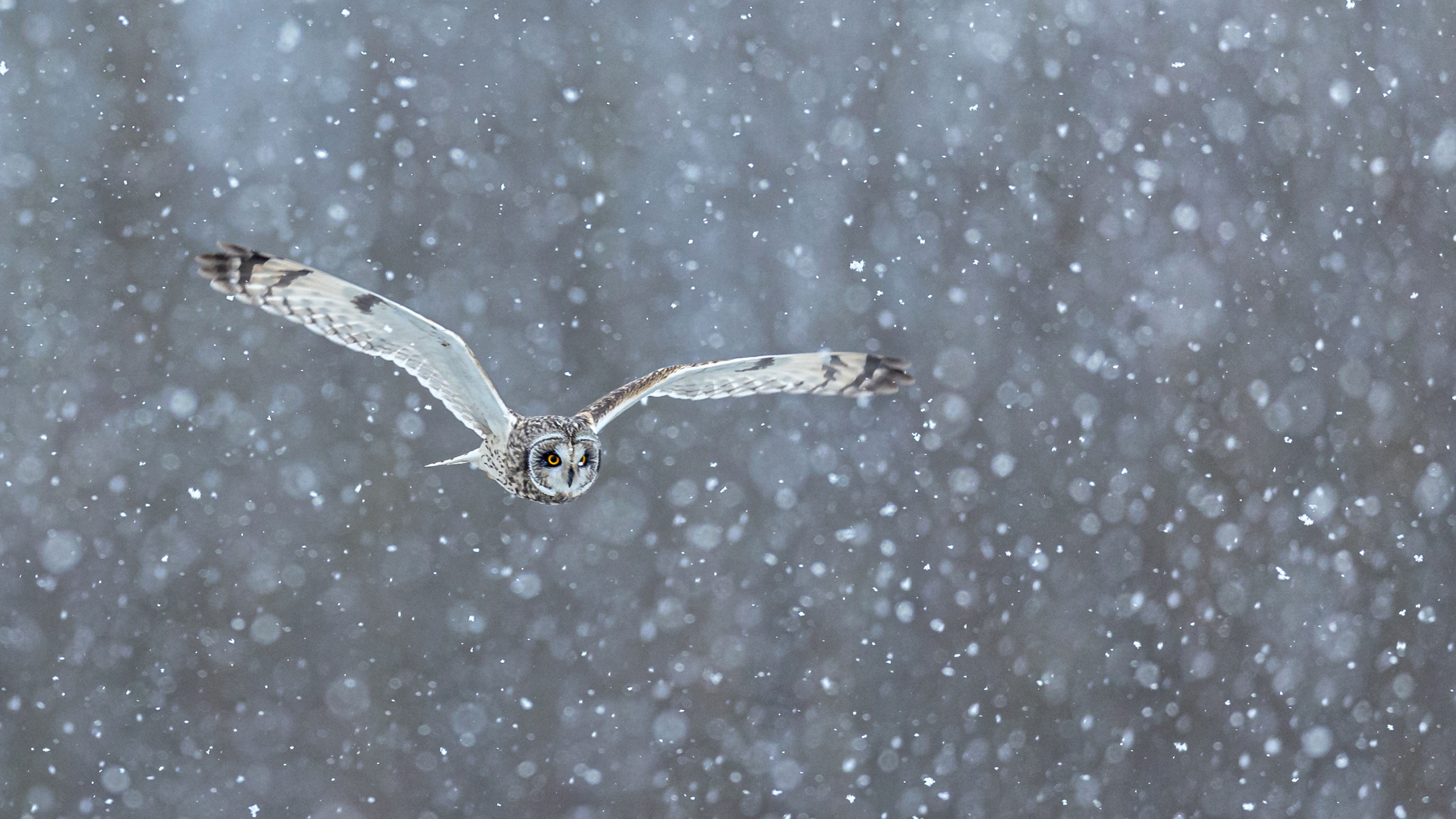 Bing's Stunning Wallpaper of the Day for January 28, 2025