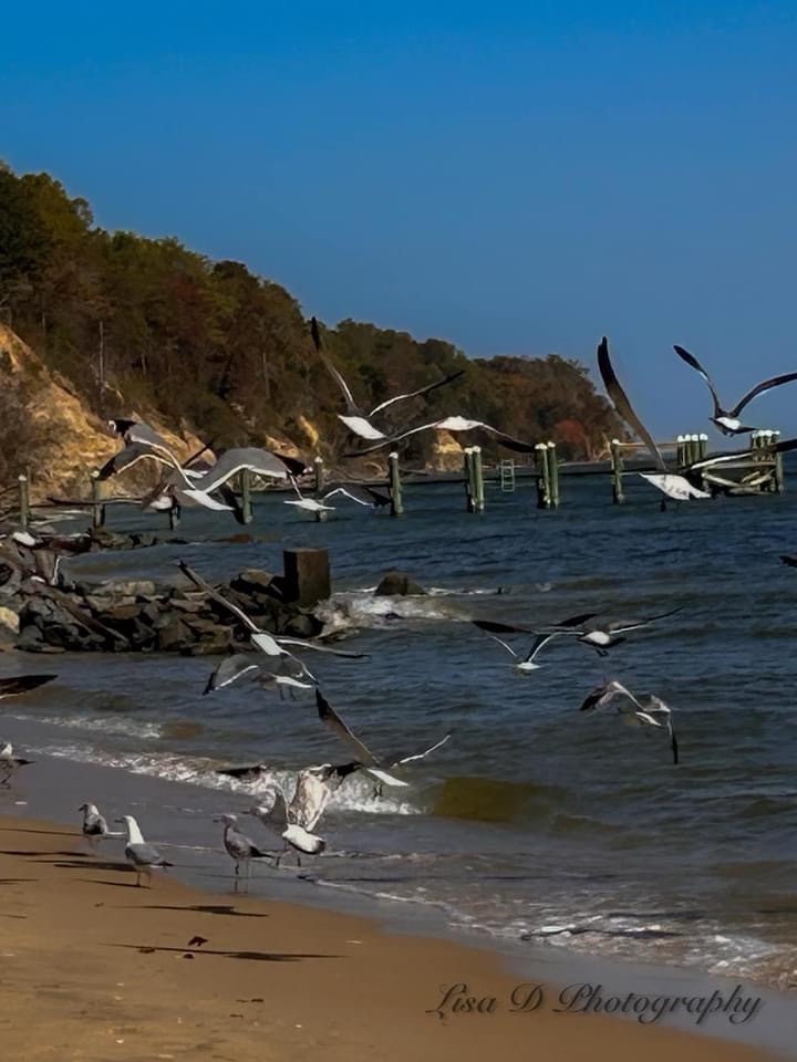 Seagulls: The Unofficial Mascots of the Coast
