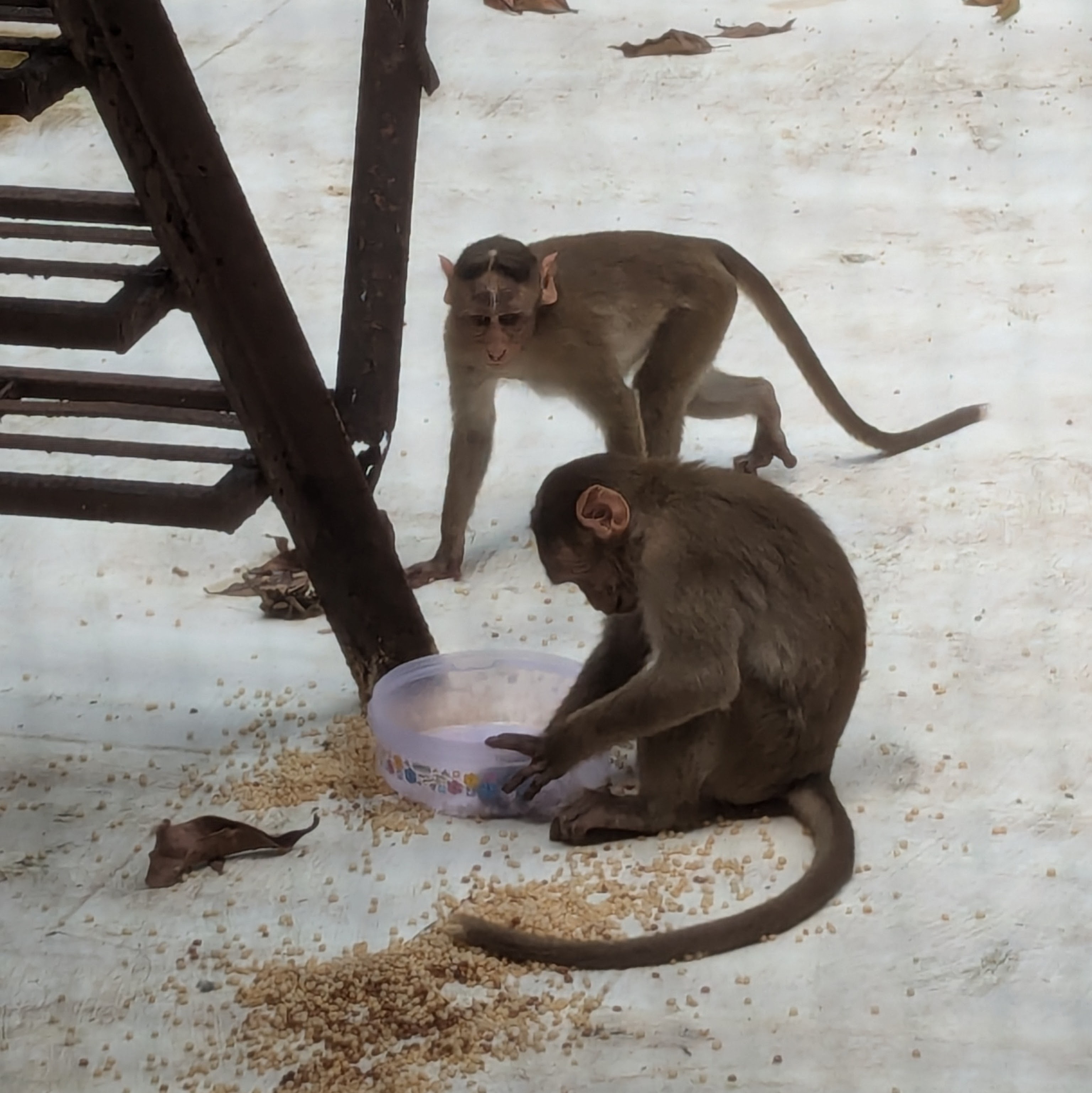 Monkeys Having a Blast in Mumbai, India: A Fun Day in 2024!