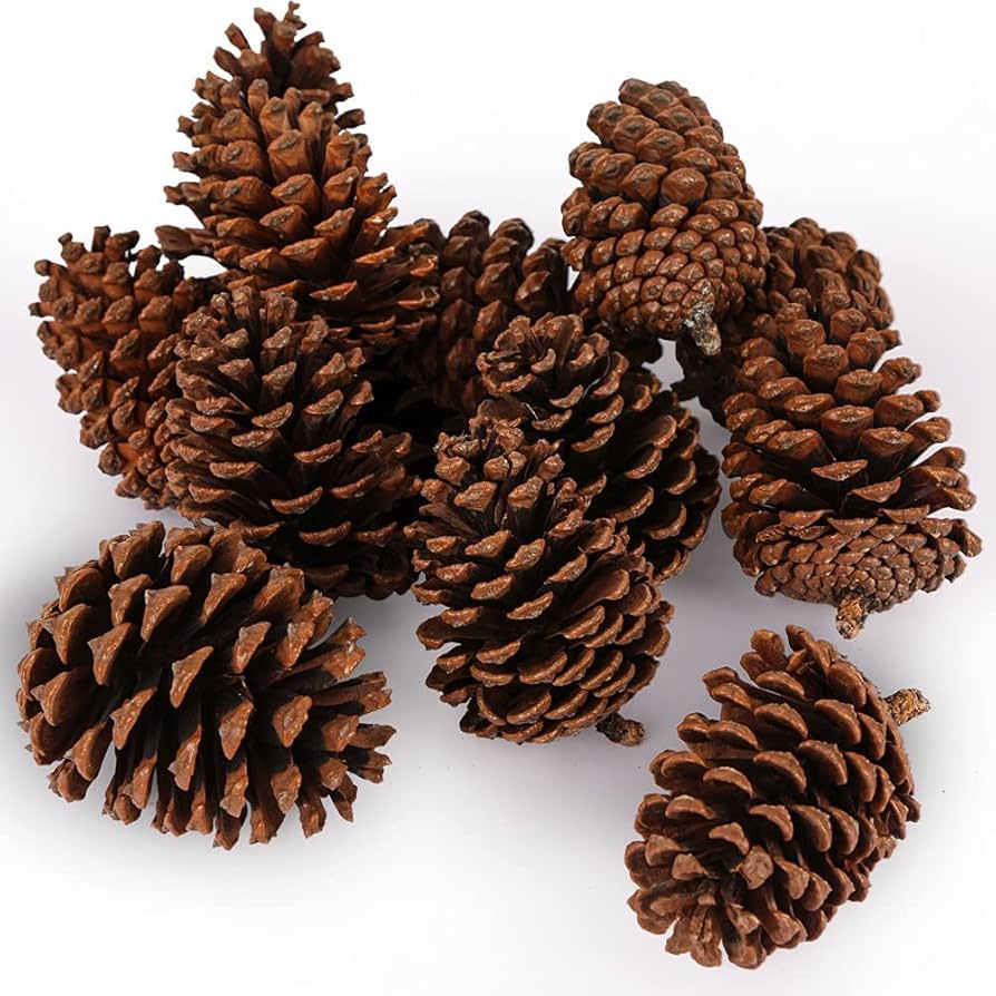 Join Team Pinecone and embrace the fun!