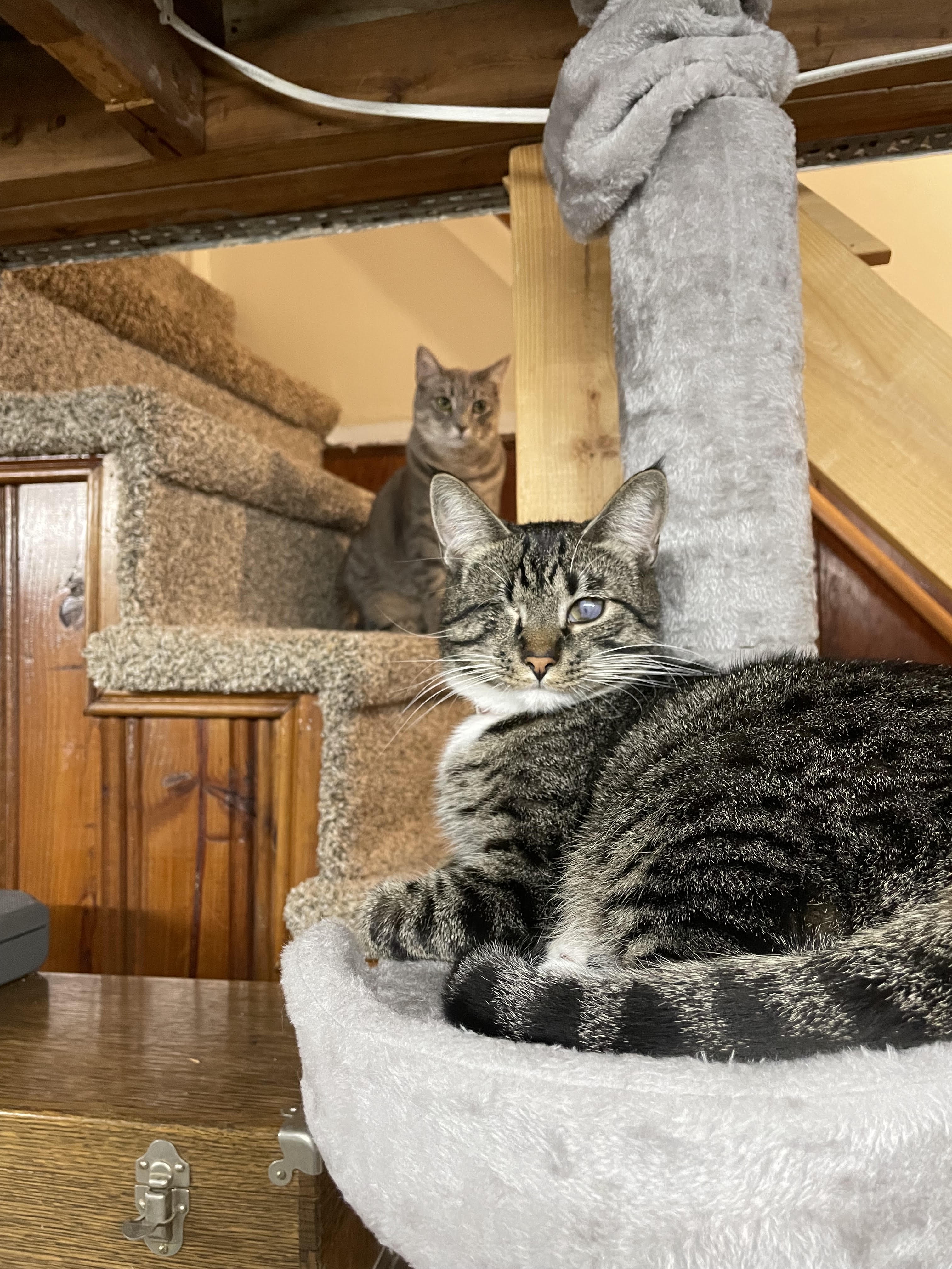 Caturday Vibes: Just Chillin' with the Felines