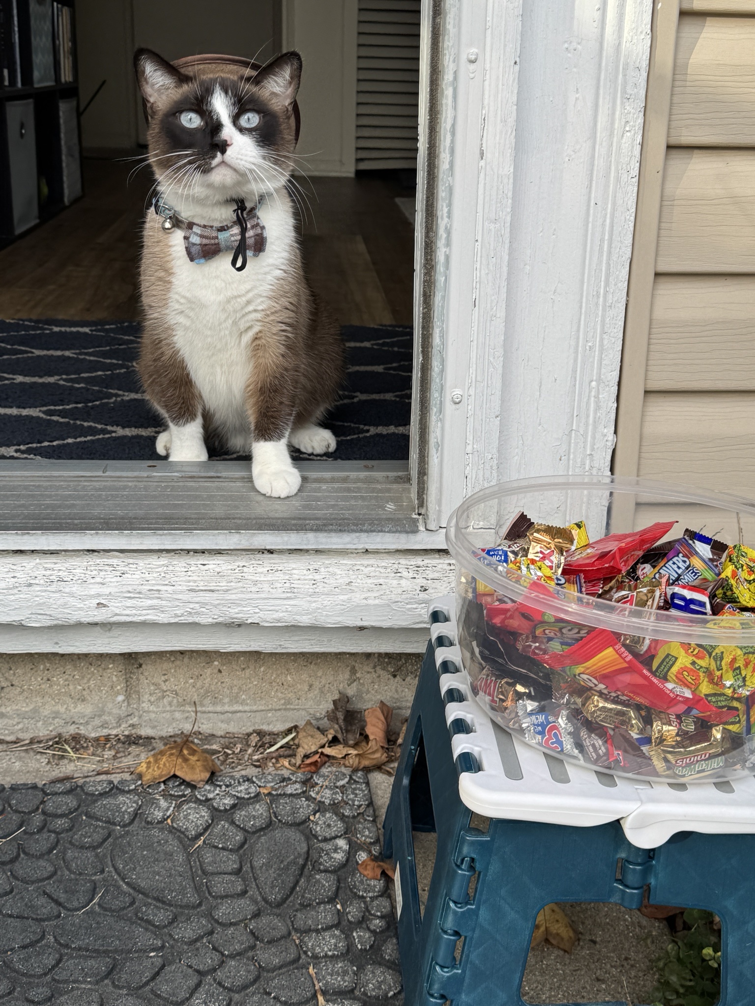 Are We Still Accepting Those Adorable Halloween Cat Pictures?