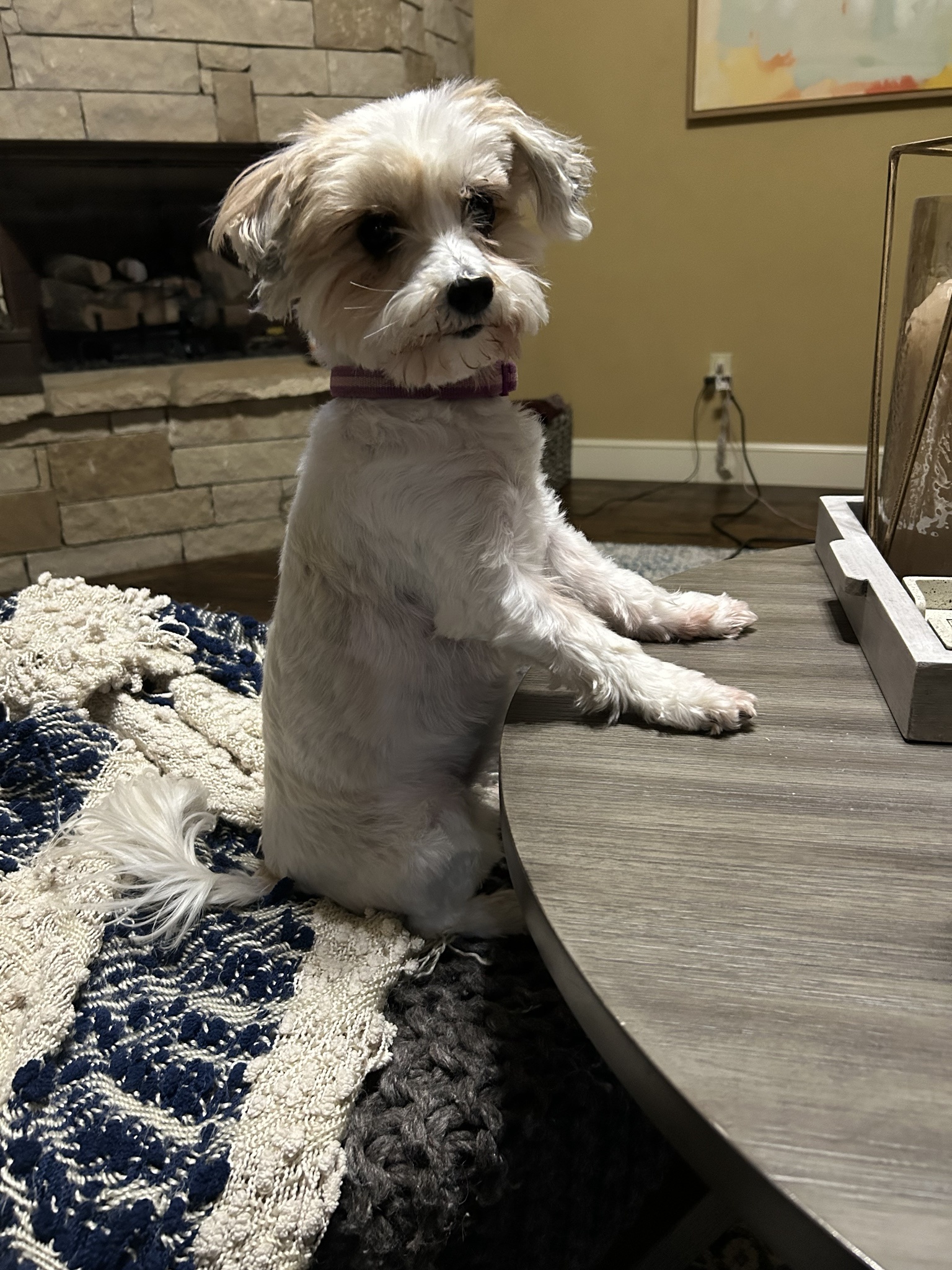 Feasting on Thanksgiving Dinner Delights