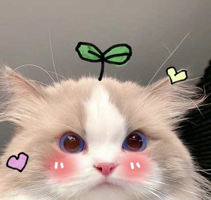 Absolutely Adorable!
