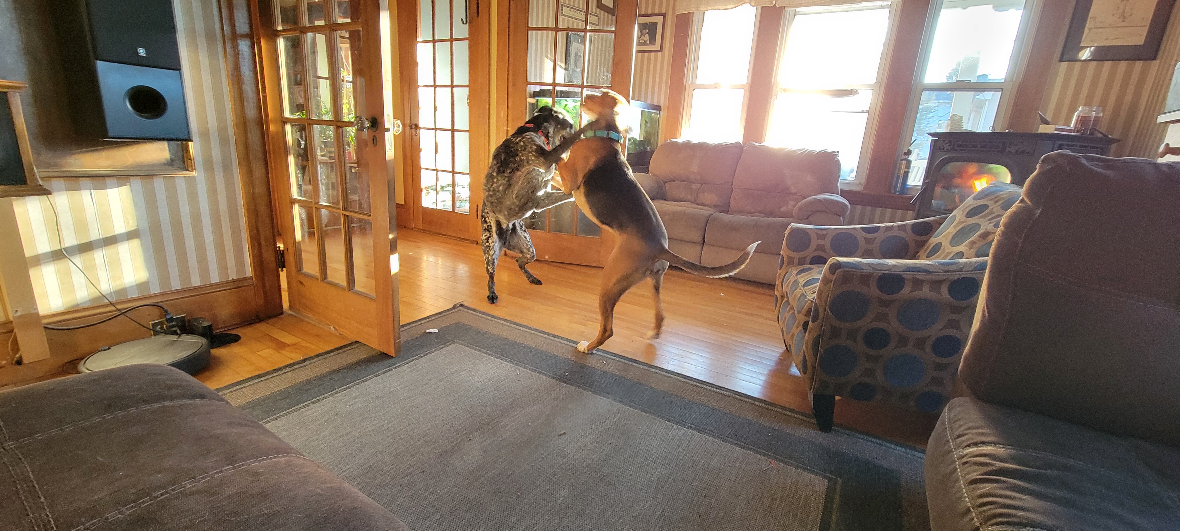 Epic Showdown: The Dog Fight Begins!
