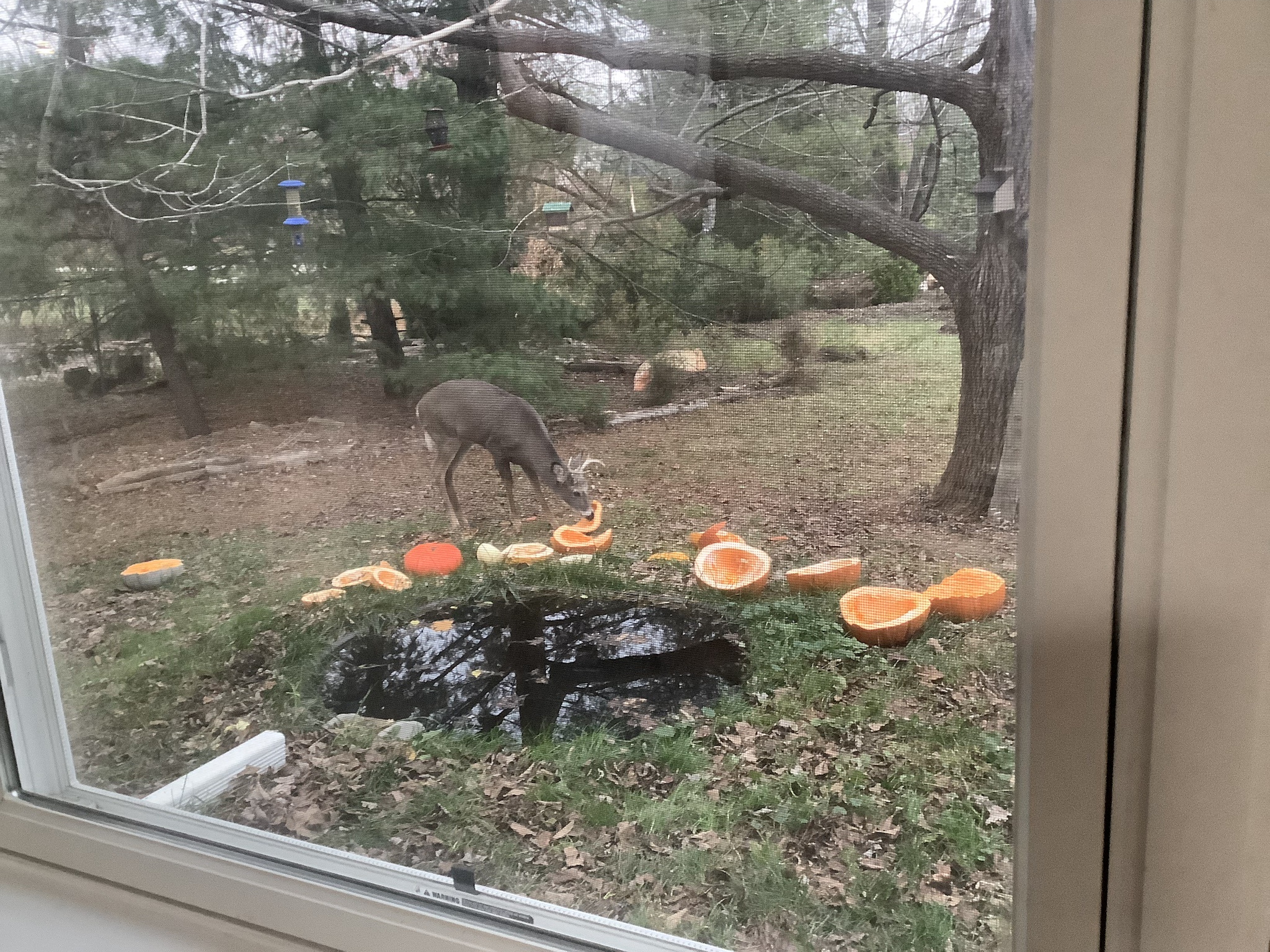Buck's Pumpkin Feast: November 27, 2024