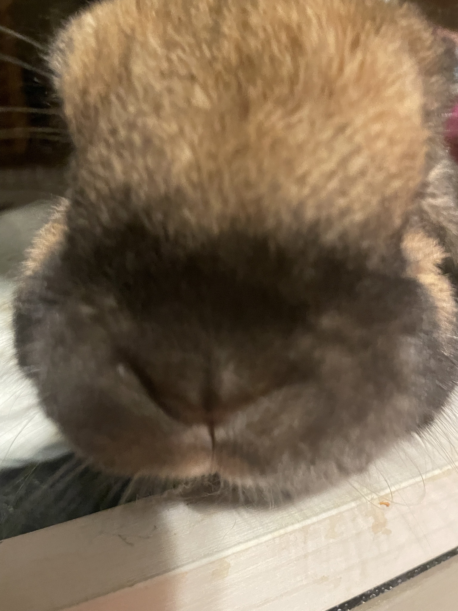 Meet Lil Lily Buns: The Cutest Little Companion