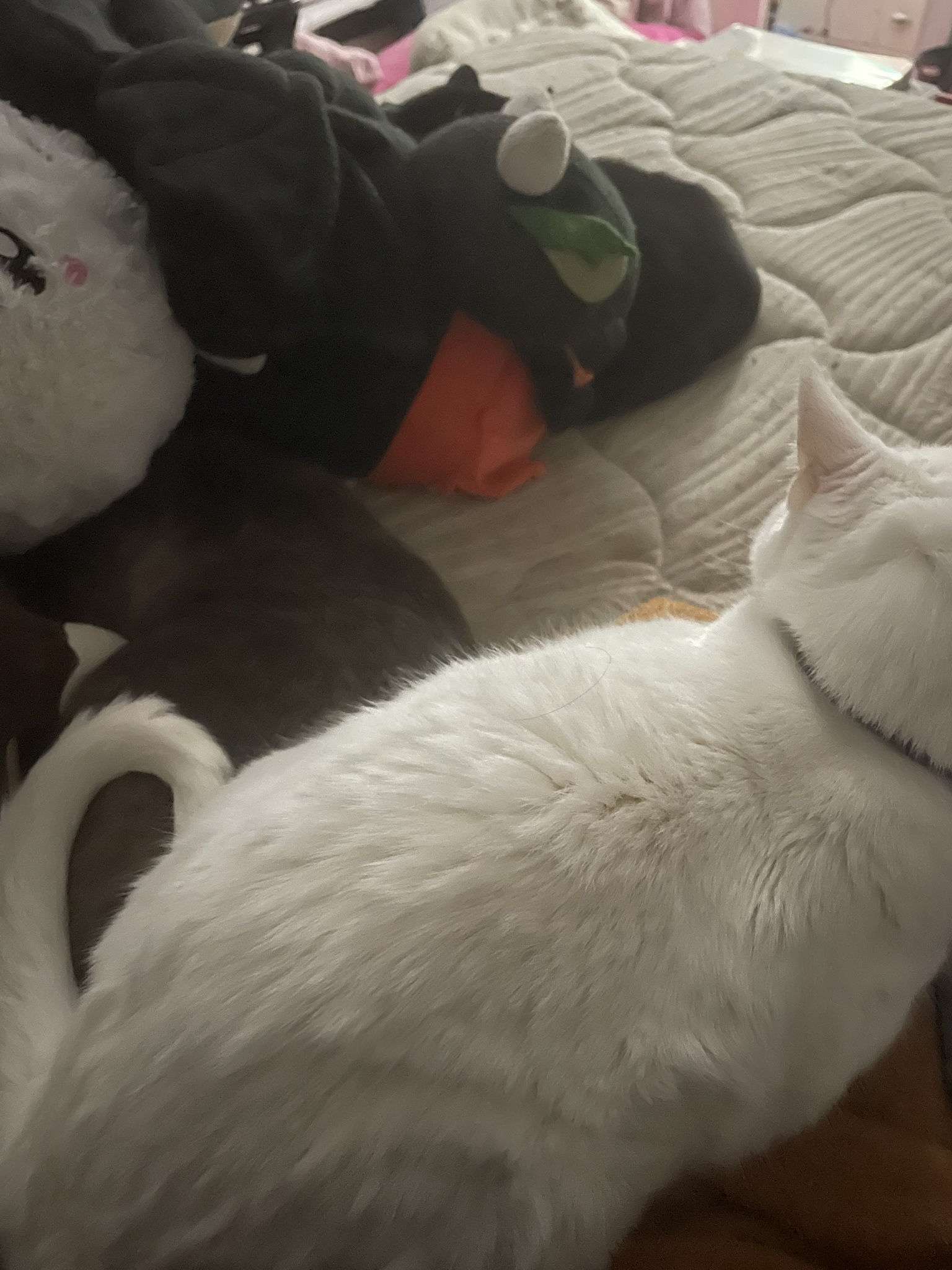 The trio of adorable cats