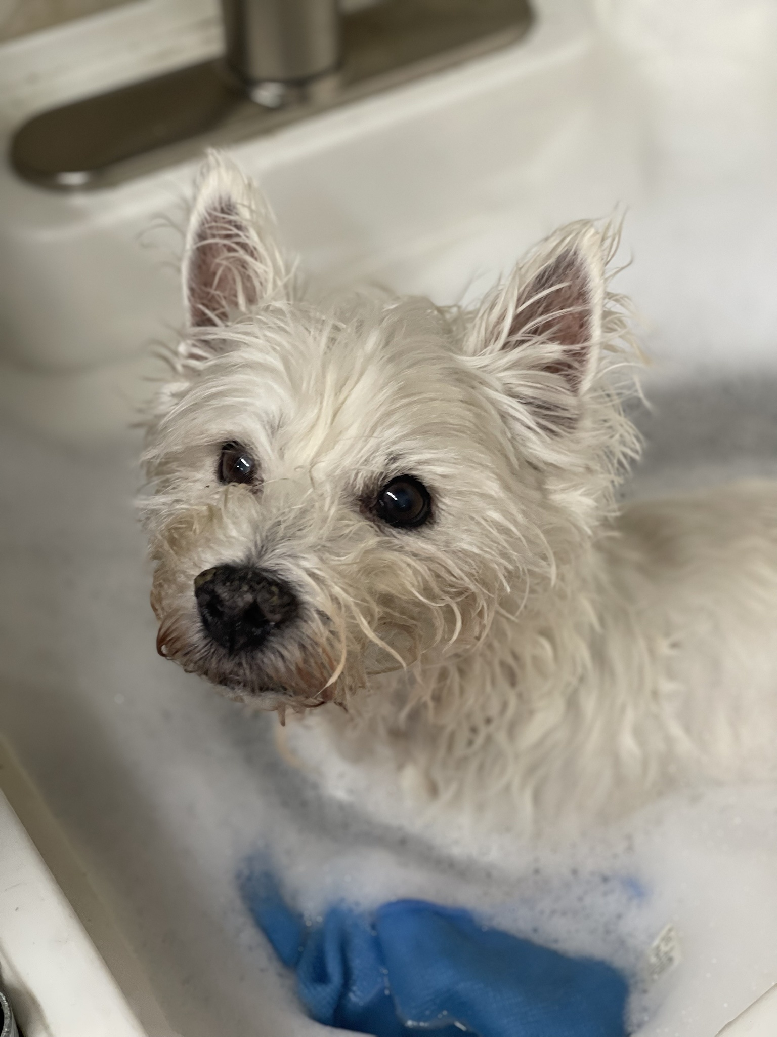 Meet Lily Bella, the Westie enjoying a relaxing tub time