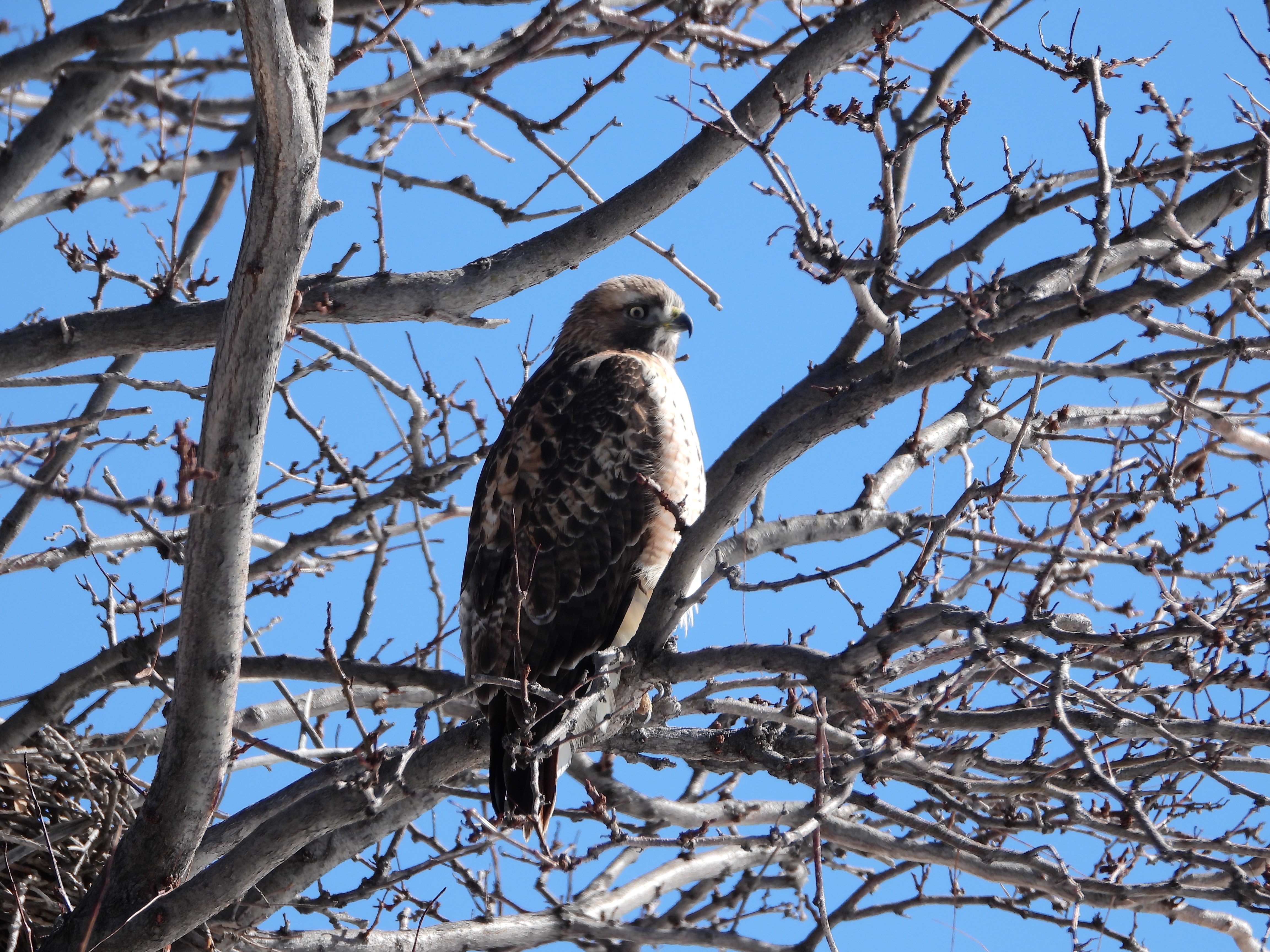 Hawk-Duck Adventures: Frozen Water and Small Birds - Eagles Edition