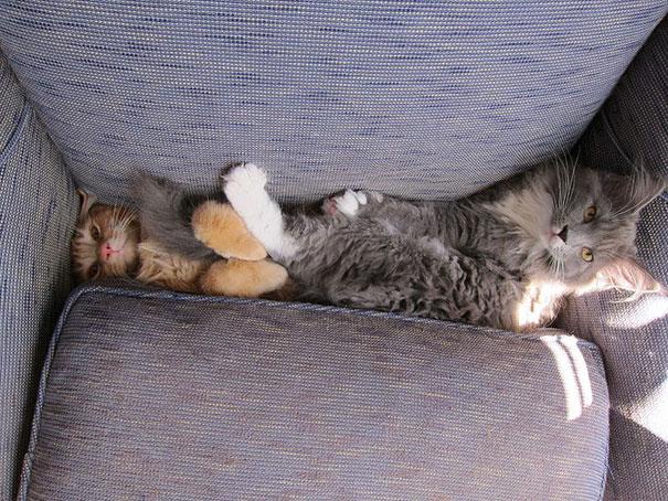 A Day in the Life of Today's Cats