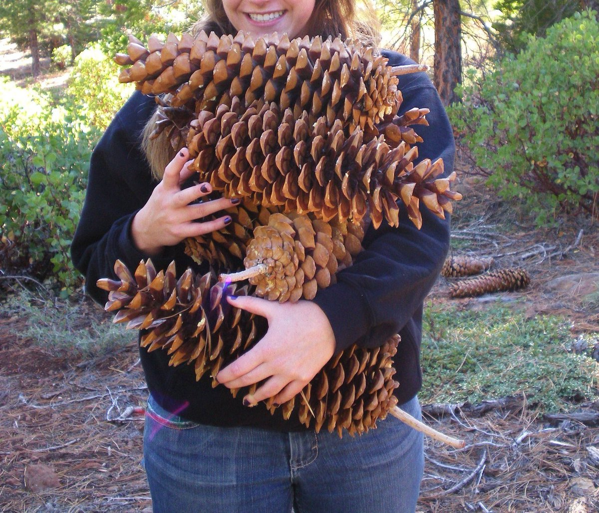 Cheering for Team Sugar Pine Cone!