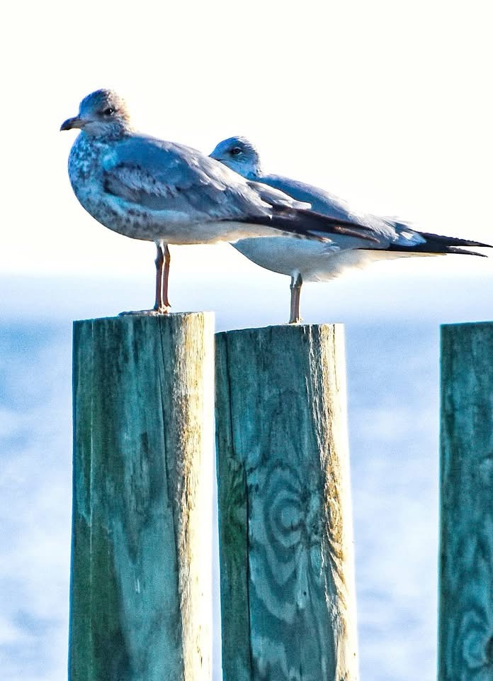 Seagulls: The Ocean's Feathered Guardians