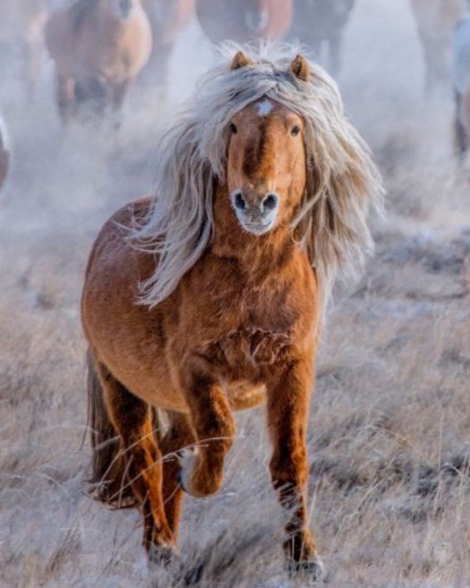 A Majestic Horse Roams the Vastness of Mongolia
