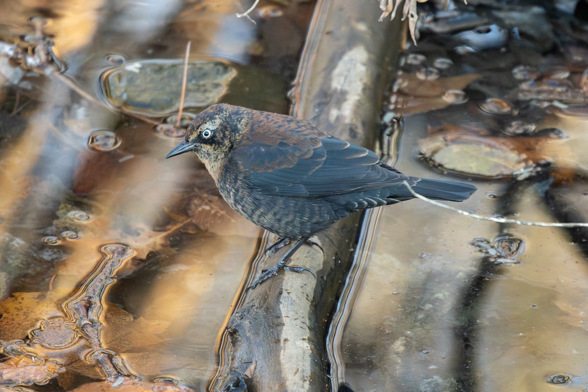 The Mysterious Rusty Blackbird