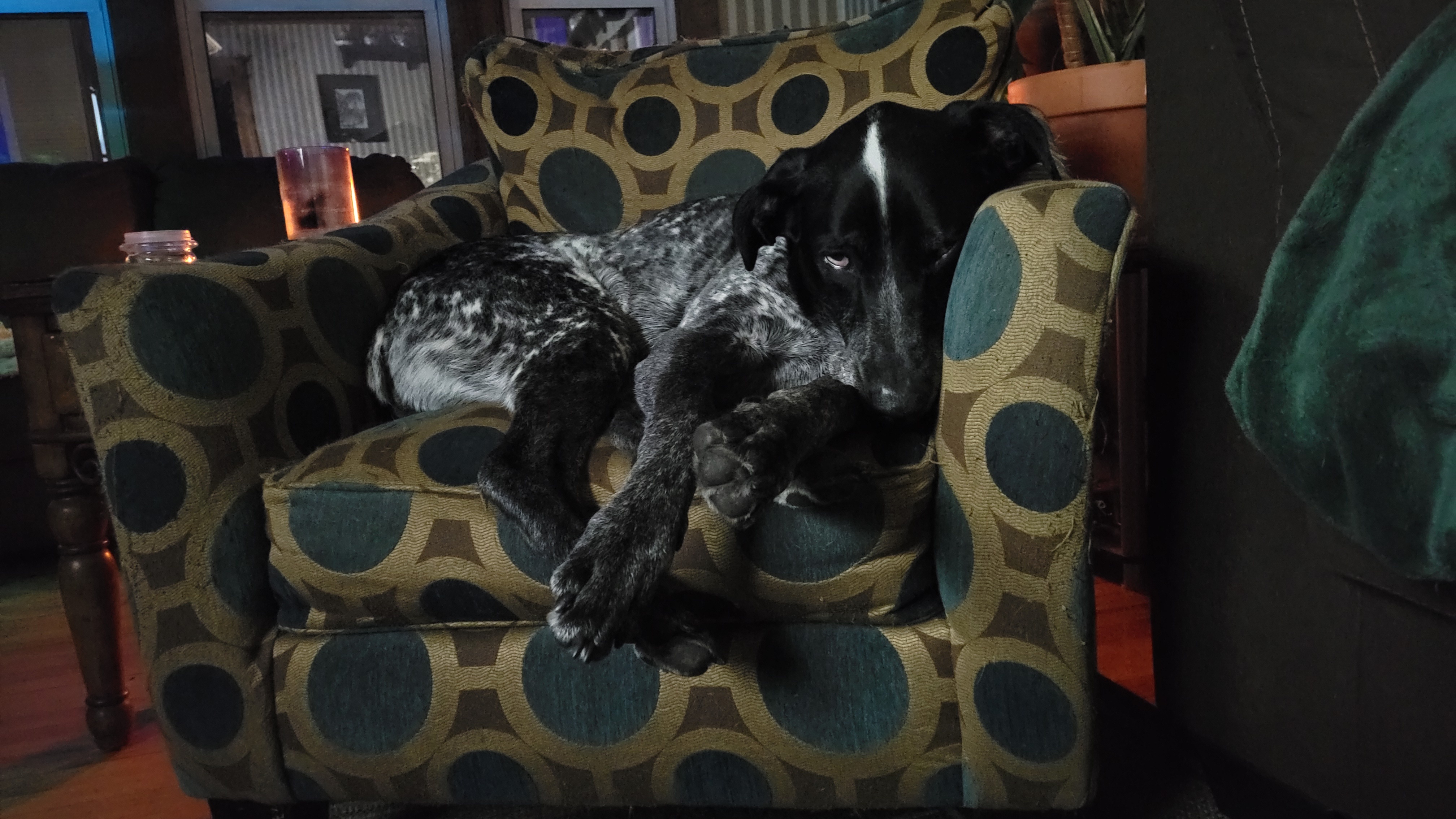 The Adorable Contrast of a Big Dog in a Small Chair