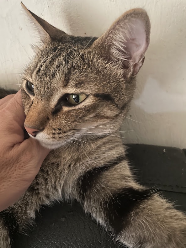 Charming cat capers