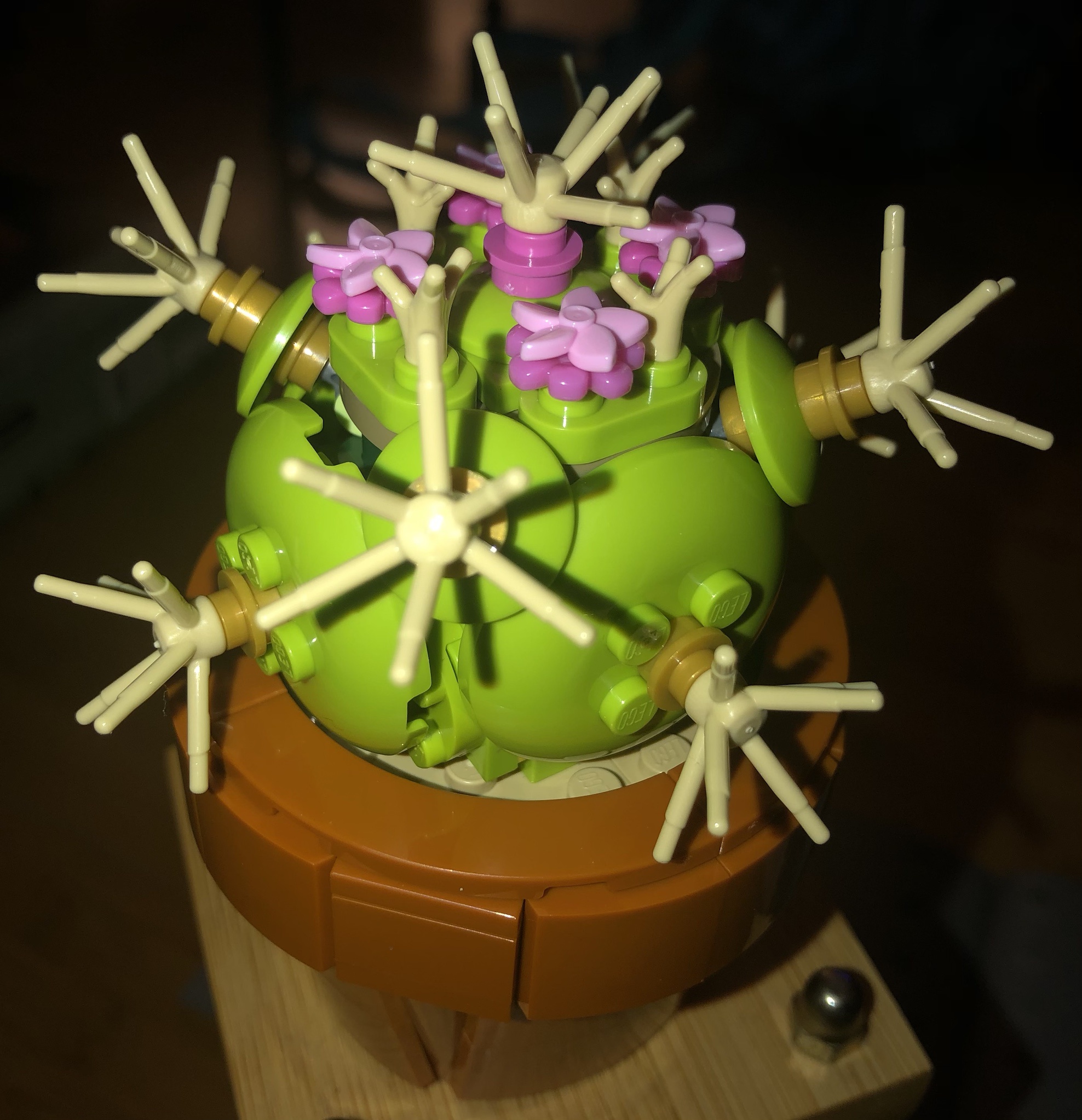 Meet the Pincushion Cactus: Nature's Prickly Wonder