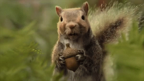 Looks like I've joined Team Acorn!