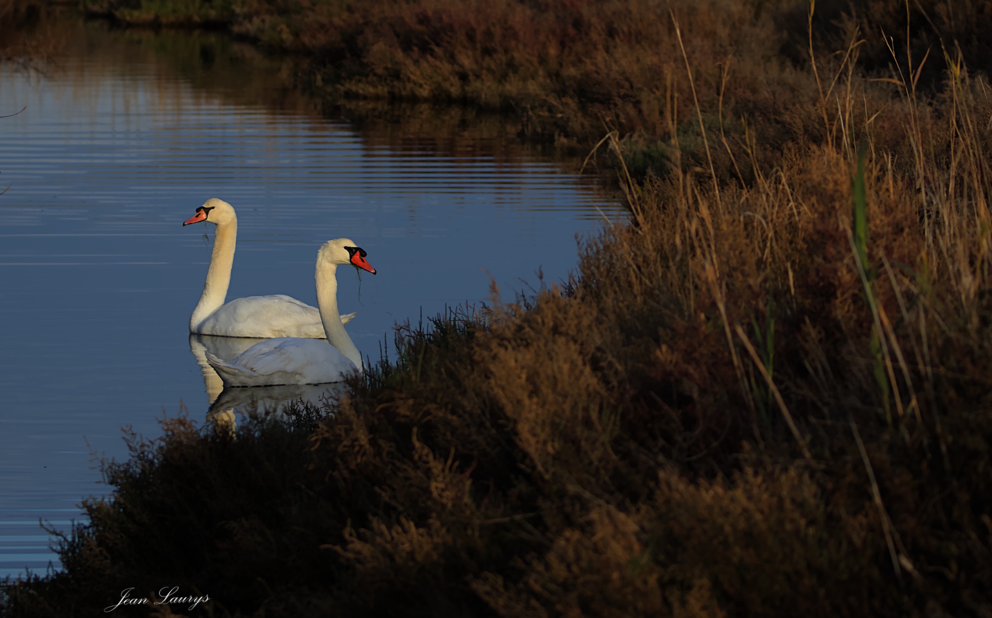 Discover the Majestic Mute Swan: A Deep Dive into Cygnus olor and Its Stunning Features