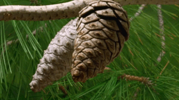 When Your Neighbor's Tree Has the Best Cones
